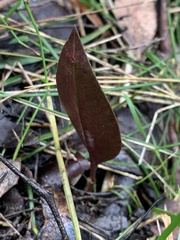 Cryptostylis leptochila