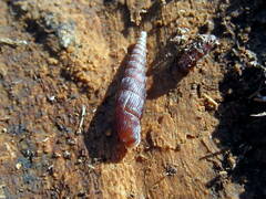 Clausiliini