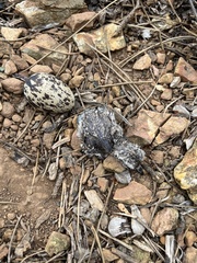 Burhinus capensis