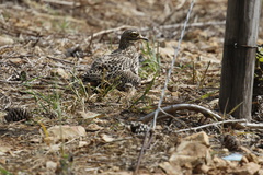 Burhinus capensis