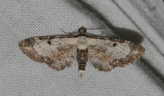 Eupithecia succenturiata