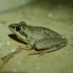Litoria latopalmata