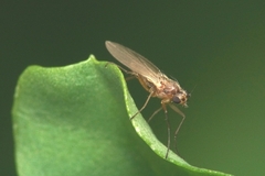 Lonchoptera bifurcata