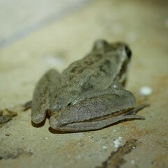 Litoria latopalmata