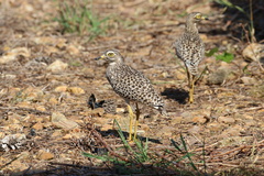 Burhinus capensis