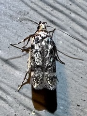Chionodes formosella