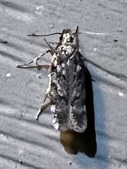 Chionodes formosella