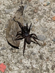 Antrodiaetus unicolor