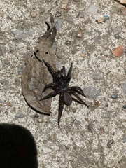 Antrodiaetus unicolor
