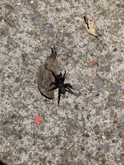 Antrodiaetus unicolor