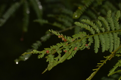 Austroacacidiplosis botrycephalae