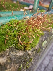 Tortula muralis