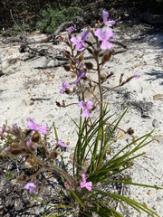 Stylidium pilosum