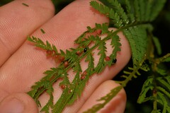 Austroacacidiplosis botrycephalae