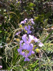Stylidium pilosum