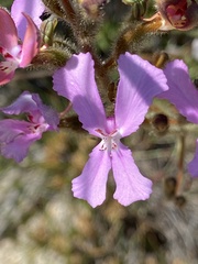 Stylidium pilosum