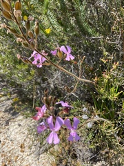 Stylidium pilosum