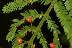 Austroacacidiplosis botrycephalae