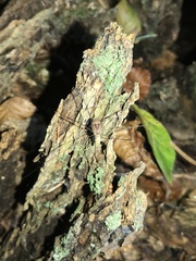 Leiobunum blackwalli