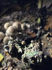 Leiobunum blackwalli