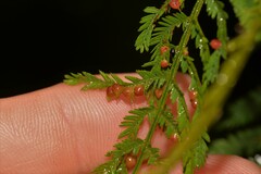 Austroacacidiplosis botrycephalae