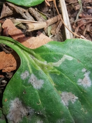 Phytomyza griffithsi