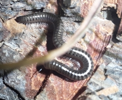 Parajulidae