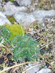 Draba aizoides aizoides