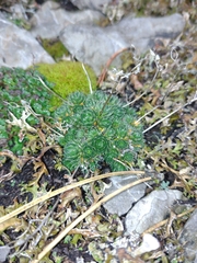 Draba aizoides aizoides