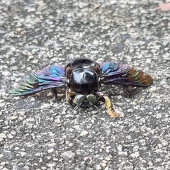 Xylocopa latipes