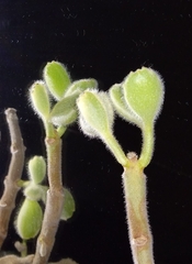 Cotyledon tomentosa