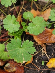 Geranium pusillum