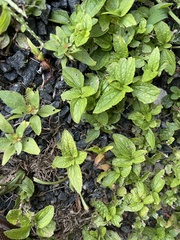 Conoclinium coelestinum