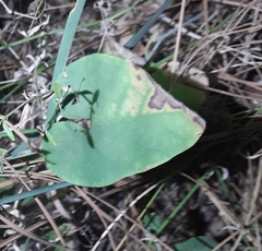 Calystegia occidentalis
