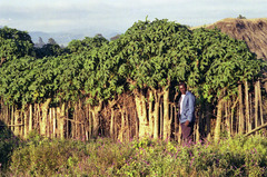 Vasconcellea pubescens