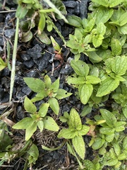 Conoclinium coelestinum