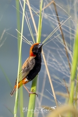 Euplectes nigroventris