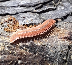 Brachycybe rosea
