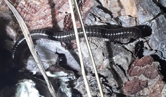 Parajulidae