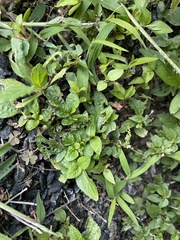 Conoclinium coelestinum