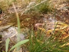 Eleocharis obtusa