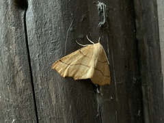 Tetracis jubararia