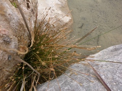 Eleocharis obtusa