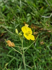Diplotaxis tenuifolia