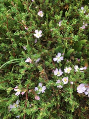 Frankenia pauciflora