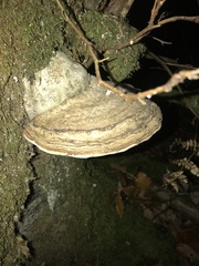 Fomes fomentarius