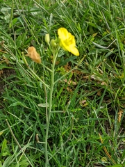 Diplotaxis tenuifolia