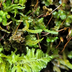 Rhynchostegium murale