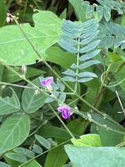 Vicia sativa