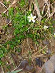Arenaria ciliata